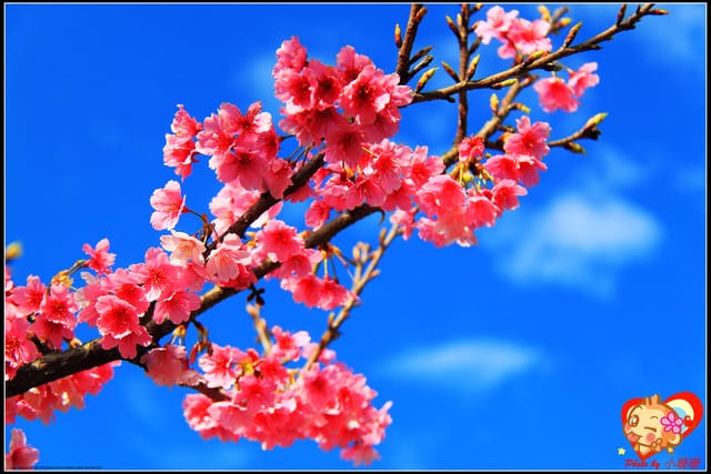 《遊記—新北烏來》花園新城&瀑布公園~2013賞櫻第二彈 - 第23張圖 《遊記—新北烏來》花園新城&瀑布公園~2013賞櫻第二彈