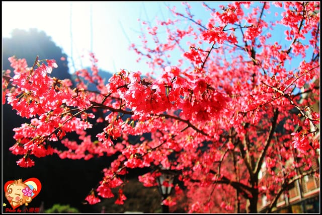 《遊記—新北烏來》花園新城&瀑布公園~2013賞櫻第二彈 - 第50張圖 《遊記—新北烏來》花園新城&瀑布公園~2013賞櫻第二彈