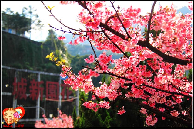《遊記—新北烏來》花園新城&瀑布公園～2013賞櫻第二彈