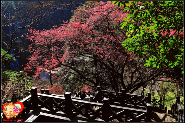 《遊記—新北烏來》花園新城&瀑布公園~2013賞櫻第二彈 - 第33張圖 《遊記—新北烏來》花園新城&瀑布公園~2013賞櫻第二彈