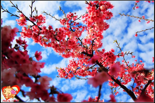 《遊記—新北烏來》花園新城&瀑布公園~2013賞櫻第二彈 - 第12張圖 《遊記—新北烏來》花園新城&瀑布公園~2013賞櫻第二彈