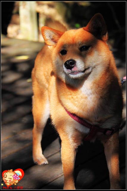 《遊記—新北烏來》花園新城&瀑布公園~2013賞櫻第二彈 - 第34張圖 《遊記—新北烏來》花園新城&瀑布公園~2013賞櫻第二彈