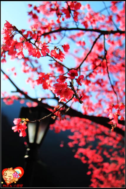 《遊記—新北烏來》花園新城&瀑布公園~2013賞櫻第二彈 - 第45張圖 《遊記—新北烏來》花園新城&瀑布公園~2013賞櫻第二彈