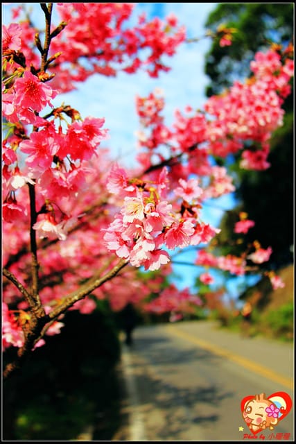 《遊記—新北烏來》花園新城&瀑布公園~2013賞櫻第二彈 - 第7張圖 《遊記—新北烏來》花園新城&瀑布公園~2013賞櫻第二彈