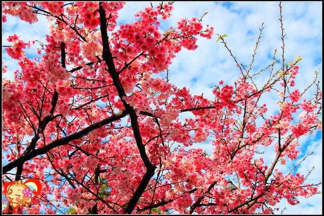 《遊記—新北烏來》花園新城&瀑布公園~2013賞櫻第二彈 - 第13張圖 《遊記—新北烏來》花園新城&瀑布公園~2013賞櫻第二彈