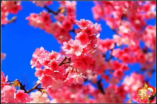 《遊記—新北烏來》花園新城&瀑布公園~2013賞櫻第二彈 - 第24張圖 《遊記—新北烏來》花園新城&瀑布公園~2013賞櫻第二彈