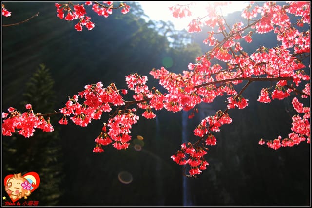 《遊記—新北烏來》花園新城&瀑布公園~2013賞櫻第二彈 - 第49張圖 《遊記—新北烏來》花園新城&瀑布公園~2013賞櫻第二彈
