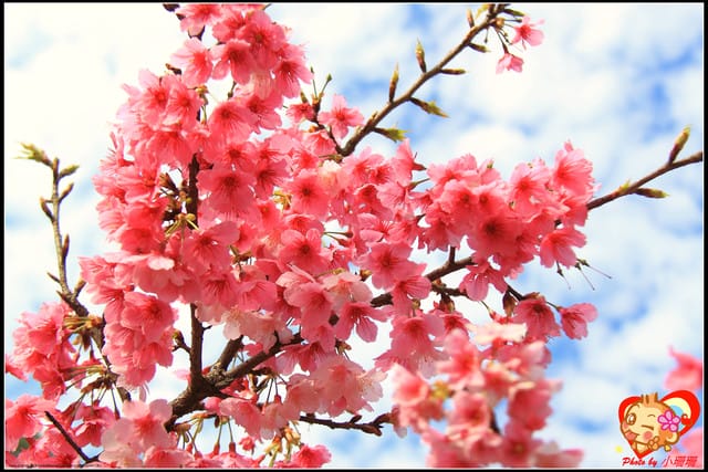 《遊記—新北烏來》花園新城&瀑布公園~2013賞櫻第二彈 - 第21張圖 《遊記—新北烏來》花園新城&瀑布公園~2013賞櫻第二彈