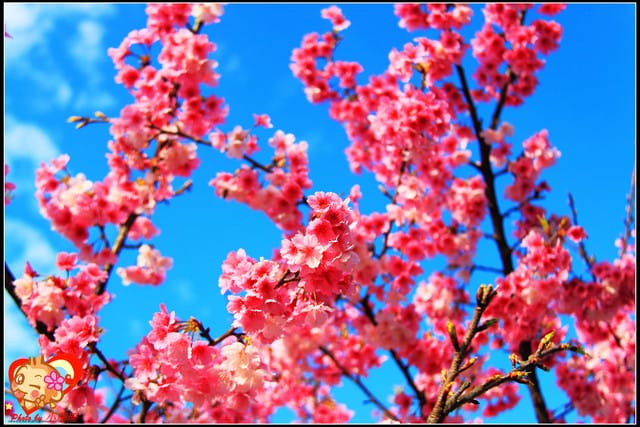 《遊記—新北烏來》花園新城&瀑布公園~2013賞櫻第二彈 - 第25張圖 《遊記—新北烏來》花園新城&瀑布公園~2013賞櫻第二彈