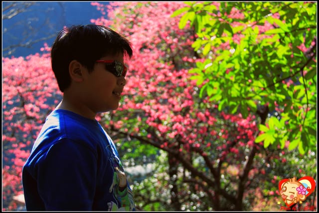 《遊記—新北烏來》花園新城&瀑布公園~2013賞櫻第二彈 - 第35張圖 《遊記—新北烏來》花園新城&瀑布公園~2013賞櫻第二彈