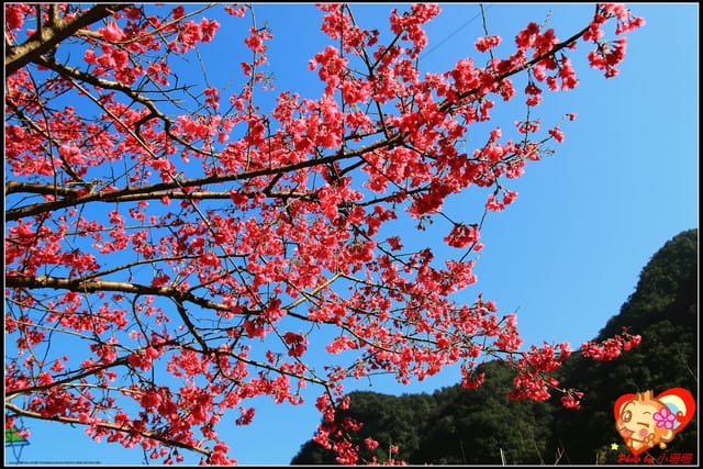 《遊記—新北烏來》花園新城&瀑布公園~2013賞櫻第二彈 - 第52張圖 《遊記—新北烏來》花園新城&瀑布公園~2013賞櫻第二彈