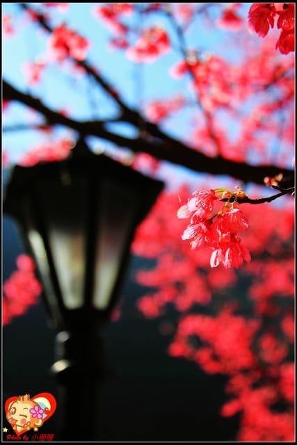 《遊記—新北烏來》花園新城&瀑布公園~2013賞櫻第二彈 - 第57張圖 《遊記—新北烏來》花園新城&瀑布公園~2013賞櫻第二彈