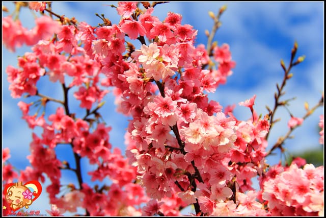 《遊記—新北烏來》花園新城&瀑布公園~2013賞櫻第二彈 - 第16張圖 《遊記—新北烏來》花園新城&瀑布公園~2013賞櫻第二彈