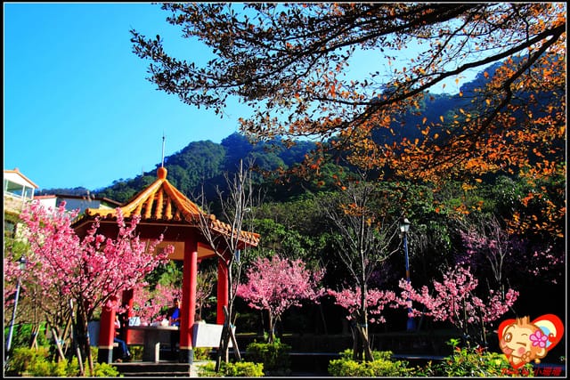 《遊記—新北烏來》花園新城&瀑布公園~2013賞櫻第二彈 - 第30張圖 《遊記—新北烏來》花園新城&瀑布公園~2013賞櫻第二彈