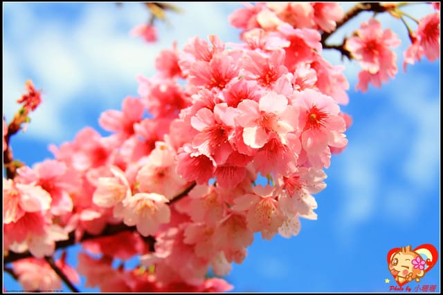 《遊記—新北烏來》花園新城&瀑布公園~2013賞櫻第二彈 - 第22張圖 《遊記—新北烏來》花園新城&瀑布公園~2013賞櫻第二彈