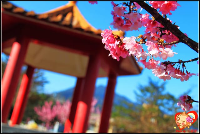 《遊記—新北烏來》花園新城&瀑布公園~2013賞櫻第二彈 - 第31張圖 《遊記—新北烏來》花園新城&瀑布公園~2013賞櫻第二彈