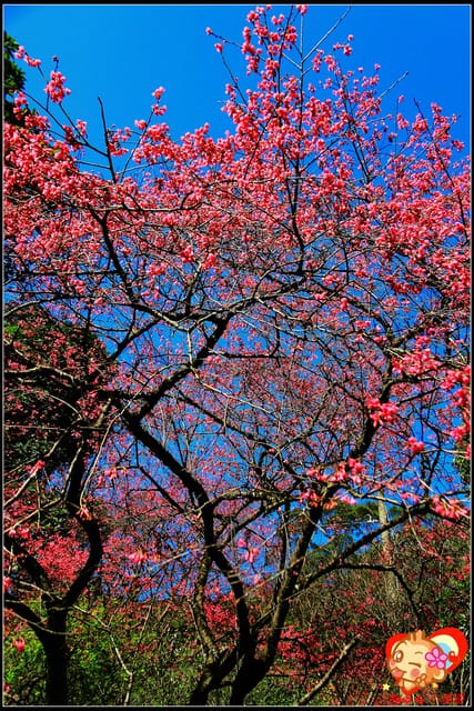 《遊記—新北烏來》花園新城&瀑布公園~2013賞櫻第二彈 - 第39張圖 《遊記—新北烏來》花園新城&瀑布公園~2013賞櫻第二彈