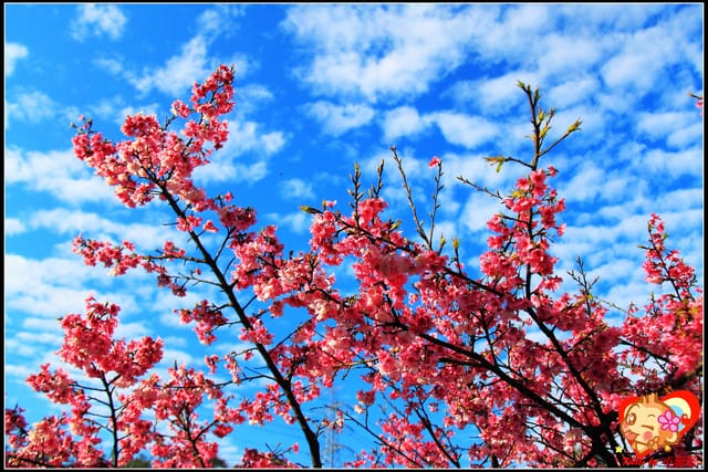 《遊記—新北烏來》花園新城&瀑布公園~2013賞櫻第二彈 - 第9張圖 《遊記—新北烏來》花園新城&瀑布公園~2013賞櫻第二彈