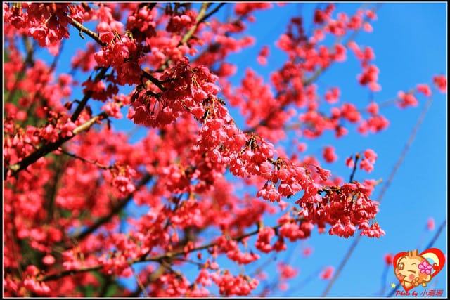 《遊記—新北烏來》花園新城&瀑布公園~2013賞櫻第二彈 - 第43張圖 《遊記—新北烏來》花園新城&瀑布公園~2013賞櫻第二彈