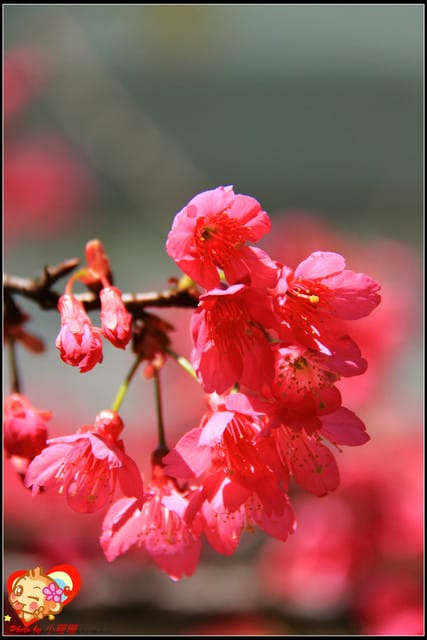 《遊記—新北烏來》花園新城&瀑布公園~2013賞櫻第二彈 - 第48張圖 《遊記—新北烏來》花園新城&瀑布公園~2013賞櫻第二彈