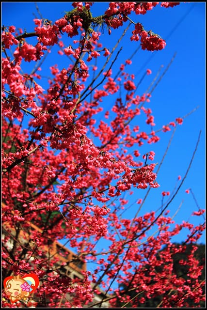 《遊記—新北烏來》花園新城&瀑布公園~2013賞櫻第二彈 - 第44張圖 《遊記—新北烏來》花園新城&瀑布公園~2013賞櫻第二彈