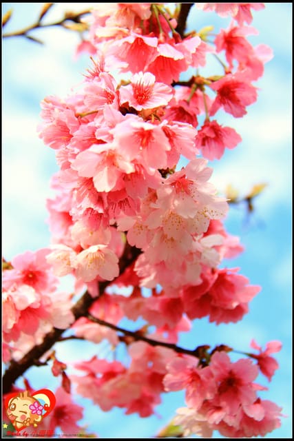 《遊記—新北烏來》花園新城&瀑布公園~2013賞櫻第二彈 - 第19張圖 《遊記—新北烏來》花園新城&瀑布公園~2013賞櫻第二彈