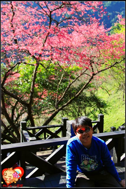 《遊記—新北烏來》花園新城&瀑布公園~2013賞櫻第二彈 - 第37張圖 《遊記—新北烏來》花園新城&瀑布公園~2013賞櫻第二彈