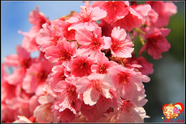 《遊記—新北烏來》花園新城&瀑布公園~2013賞櫻第二彈 - 第14張圖 《遊記—新北烏來》花園新城&瀑布公園~2013賞櫻第二彈