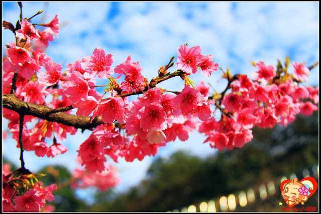 《遊記—新北烏來》花園新城&瀑布公園~2013賞櫻第二彈 - 第11張圖 《遊記—新北烏來》花園新城&瀑布公園~2013賞櫻第二彈