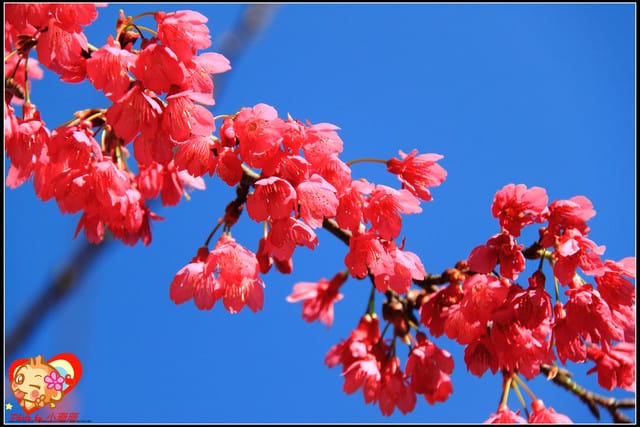 《遊記—新北烏來》花園新城&瀑布公園~2013賞櫻第二彈 - 第42張圖 《遊記—新北烏來》花園新城&瀑布公園~2013賞櫻第二彈