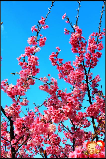 《遊記—新北烏來》花園新城&瀑布公園~2013賞櫻第二彈 - 第27張圖 《遊記—新北烏來》花園新城&瀑布公園~2013賞櫻第二彈