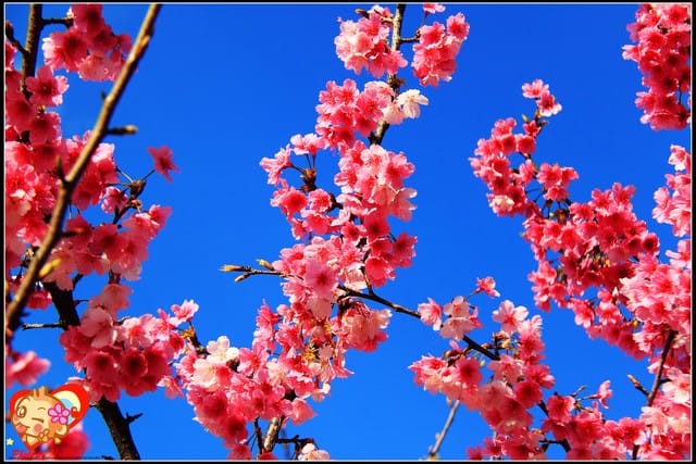 《遊記—新北烏來》花園新城&瀑布公園~2013賞櫻第二彈 - 第26張圖 《遊記—新北烏來》花園新城&瀑布公園~2013賞櫻第二彈