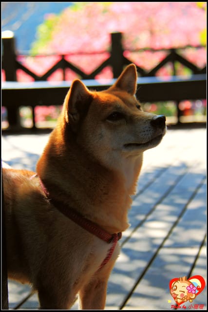 《遊記—新北烏來》花園新城&瀑布公園~2013賞櫻第二彈 - 第40張圖 《遊記—新北烏來》花園新城&瀑布公園~2013賞櫻第二彈