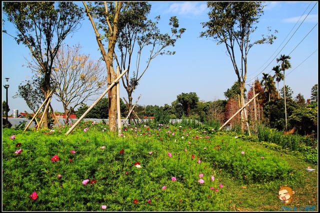 《遊記—彰化》菁芳園休閒農場～冬季限定落雨松！