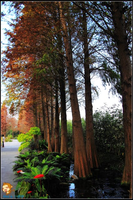 《遊記—彰化》菁芳園休閒農場～冬季限定落雨松！