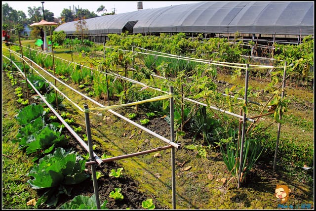 《遊記—彰化》菁芳園休閒農場～冬季限定落雨松！