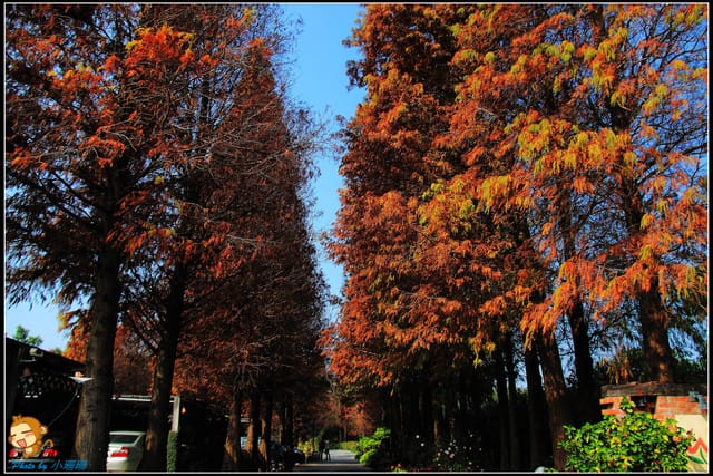 《遊記—彰化》菁芳園休閒農場～冬季限定落雨松！