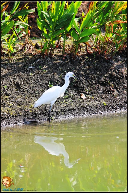 《遊記—彰化》菁芳園休閒農場～冬季限定落雨松！