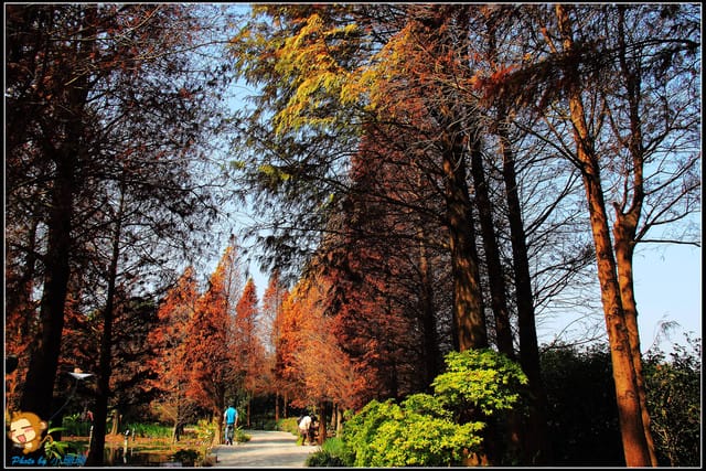 《遊記—彰化》菁芳園休閒農場～冬季限定落雨松！