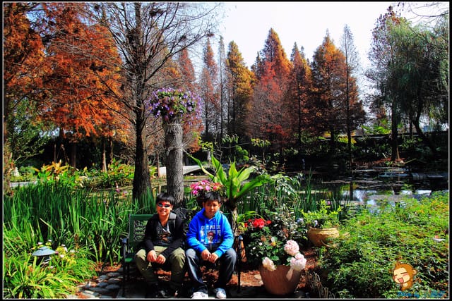 《遊記—彰化》菁芳園休閒農場～冬季限定落雨松！