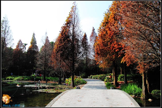 《遊記—彰化》菁芳園休閒農場～冬季限定落雨松！