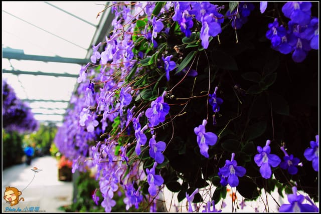 《遊記—彰化》菁芳園休閒農場～冬季限定落雨松！