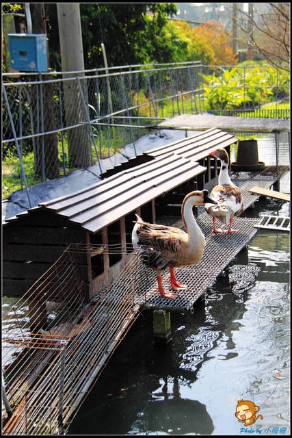 《遊記—彰化》菁芳園休閒農場～冬季限定落雨松！
