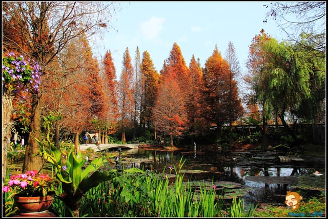 《遊記—彰化》菁芳園休閒農場～冬季限定落雨松！