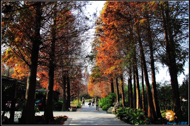 《遊記—彰化》菁芳園休閒農場～冬季限定落雨松！