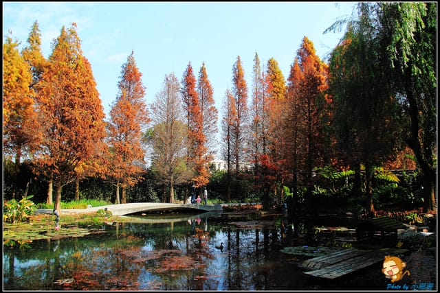 《遊記—彰化》菁芳園休閒農場～冬季限定落雨松！