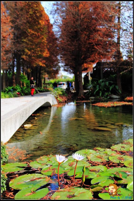 《遊記—彰化》菁芳園休閒農場～冬季限定落雨松！