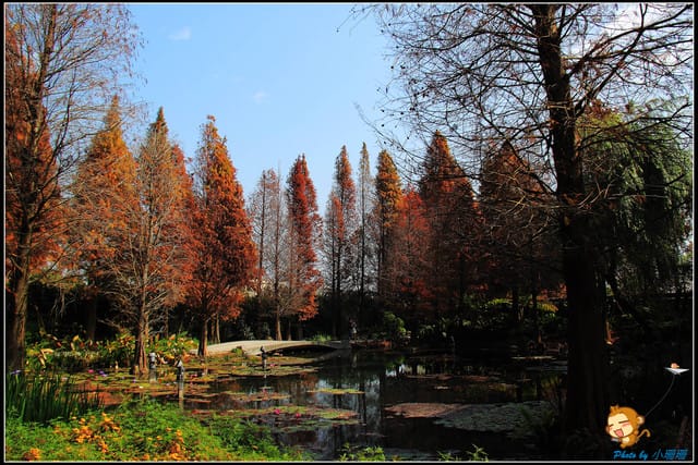 《遊記—彰化》菁芳園休閒農場～冬季限定落雨松！