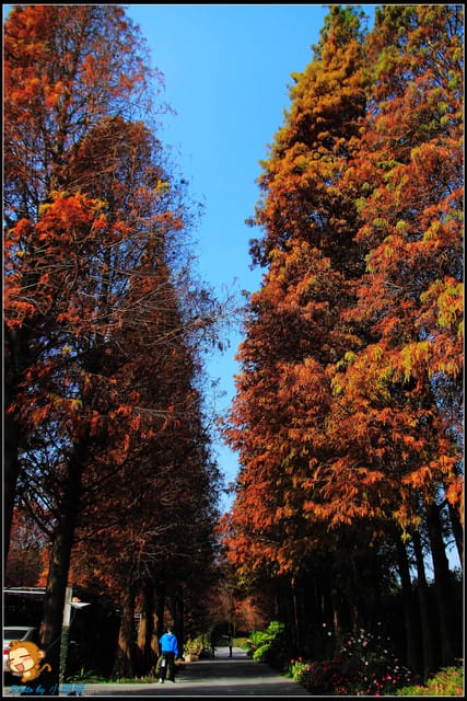 《遊記—彰化》菁芳園休閒農場～冬季限定落雨松！