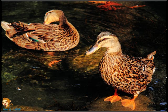 《遊記—彰化》菁芳園休閒農場～冬季限定落雨松！